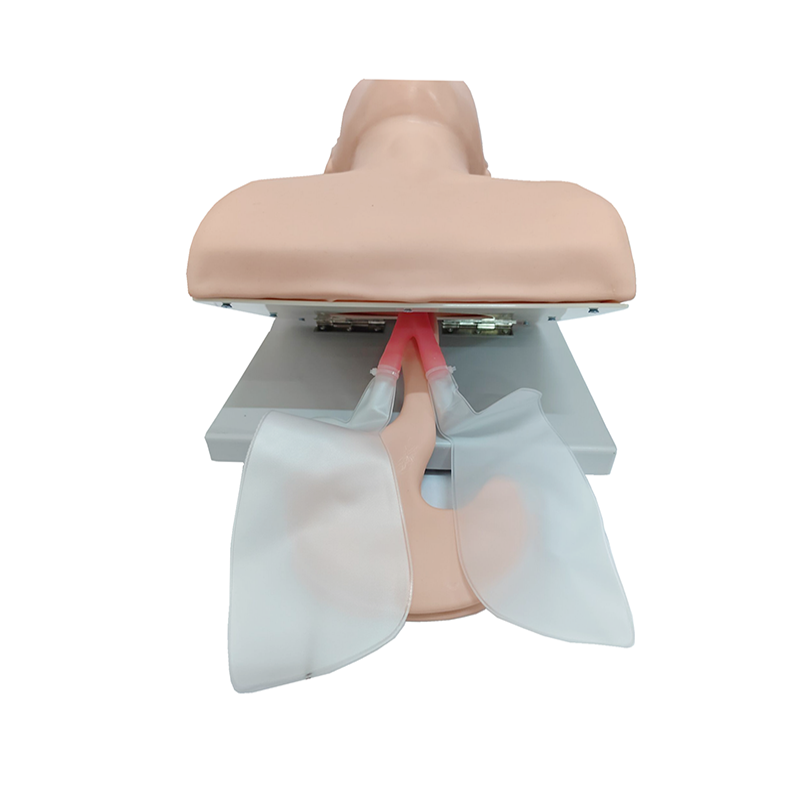 PVC ผู้ใหญ่ Intubation Manikin - Medical Lab Management บทวิจารณ์และราคา